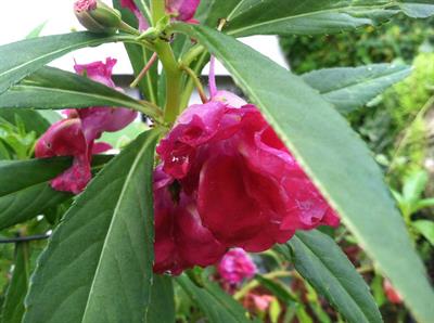 :Impatiens balsamina